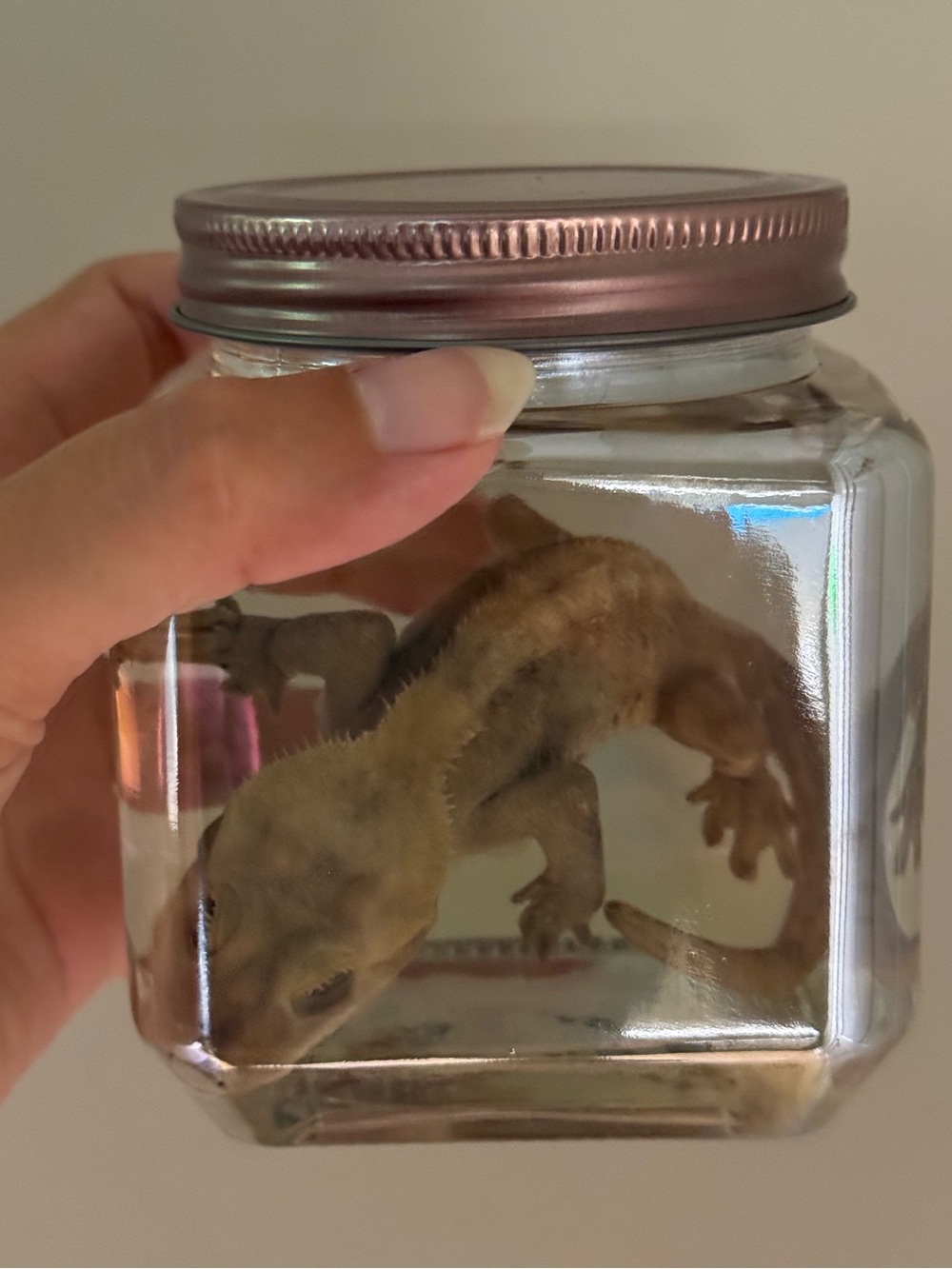 Oddities and Curiosities - Crested Gecko Preserved Wet Specimen